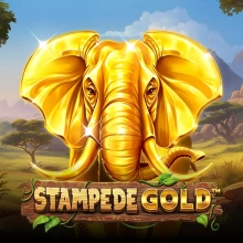 Stampede GOLD