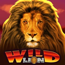 Lion sauvage