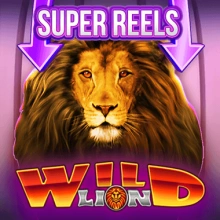 Super rouleaux Wild Lion
