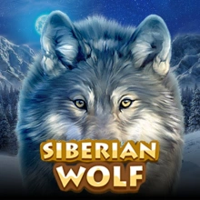 Lobo da Sibéria