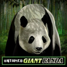 Untamed - Giant Panda